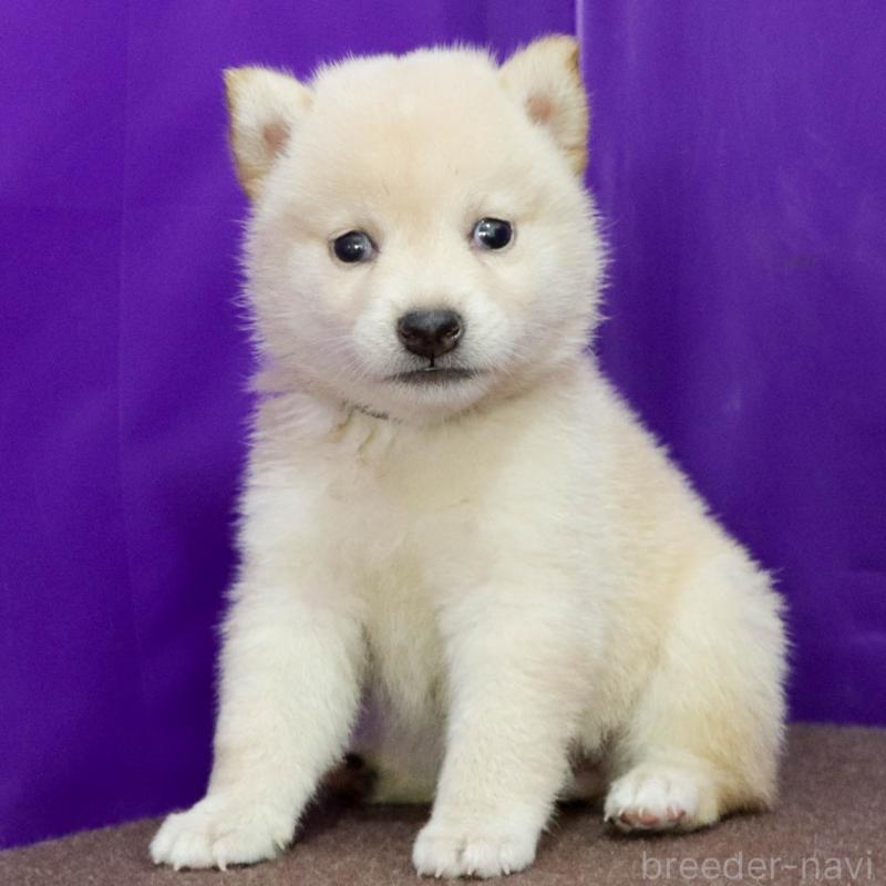 販売中の愛知県の柴犬-406787の7枚目